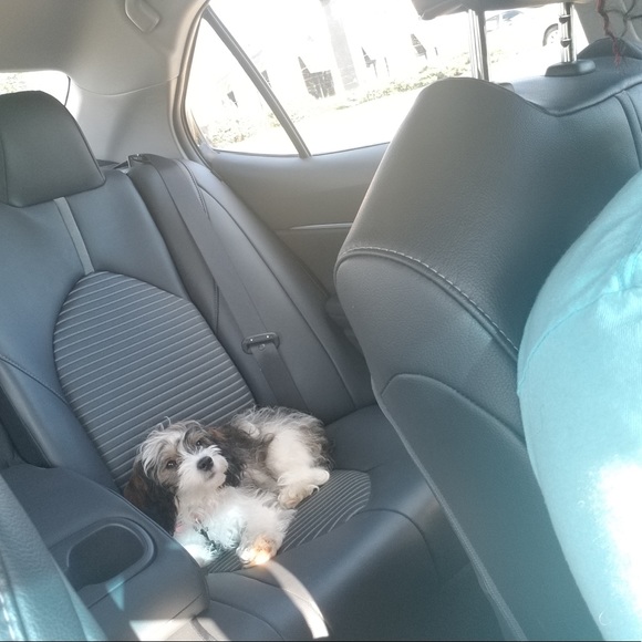 Welcome to Tag N Wag shop . Send offers and bundle. Thanks for stopping by! - Picture 3 of 10